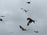 FZ015775 Red kites (Milvus milvus).jpg